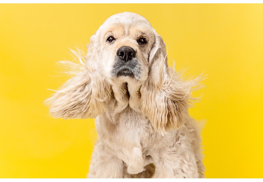 These Are the 5 Best U.S. Cities for Dogs, According To Forbes Advisor