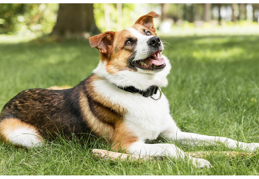 Posing With a Cat on Your Dating App Profile Might Hurt