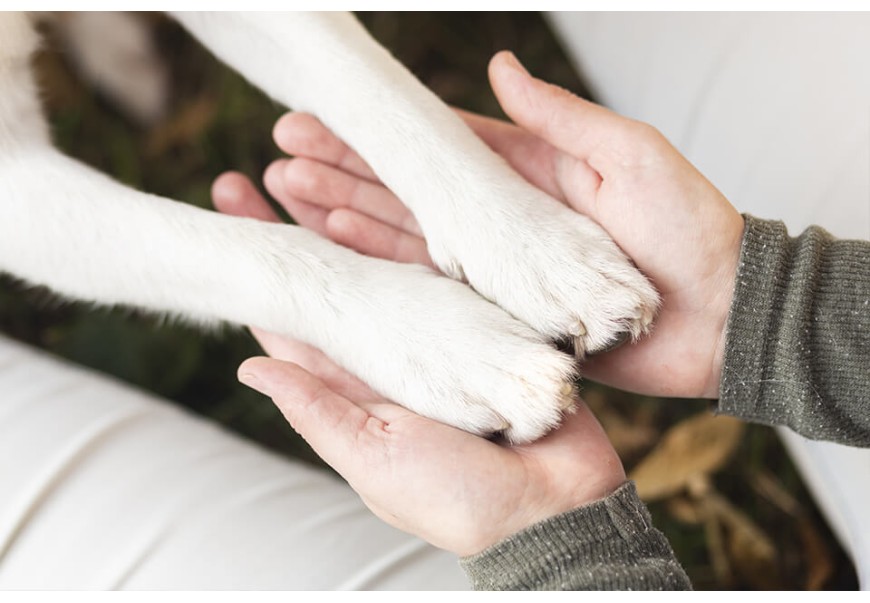 Proposed German Law Requires Walking Your Dog Twice a Day