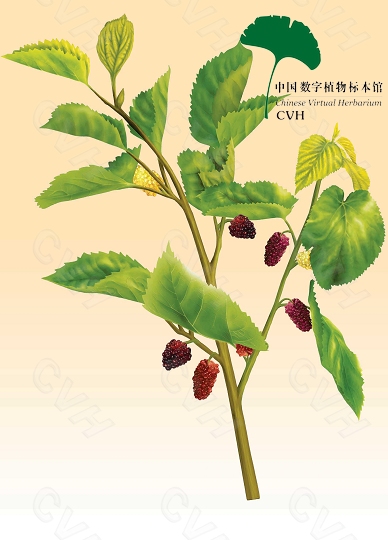 桑叶