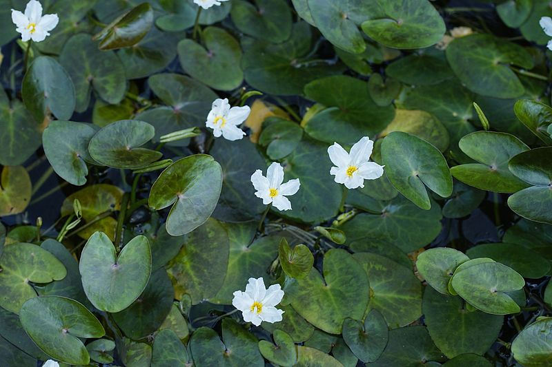 File:Nymphoides hydrophylla 7929.jpg