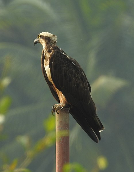 File:Osprey Pandion haliaetus by Dr. Raju Kasambe DSCN0719 (2).jpg